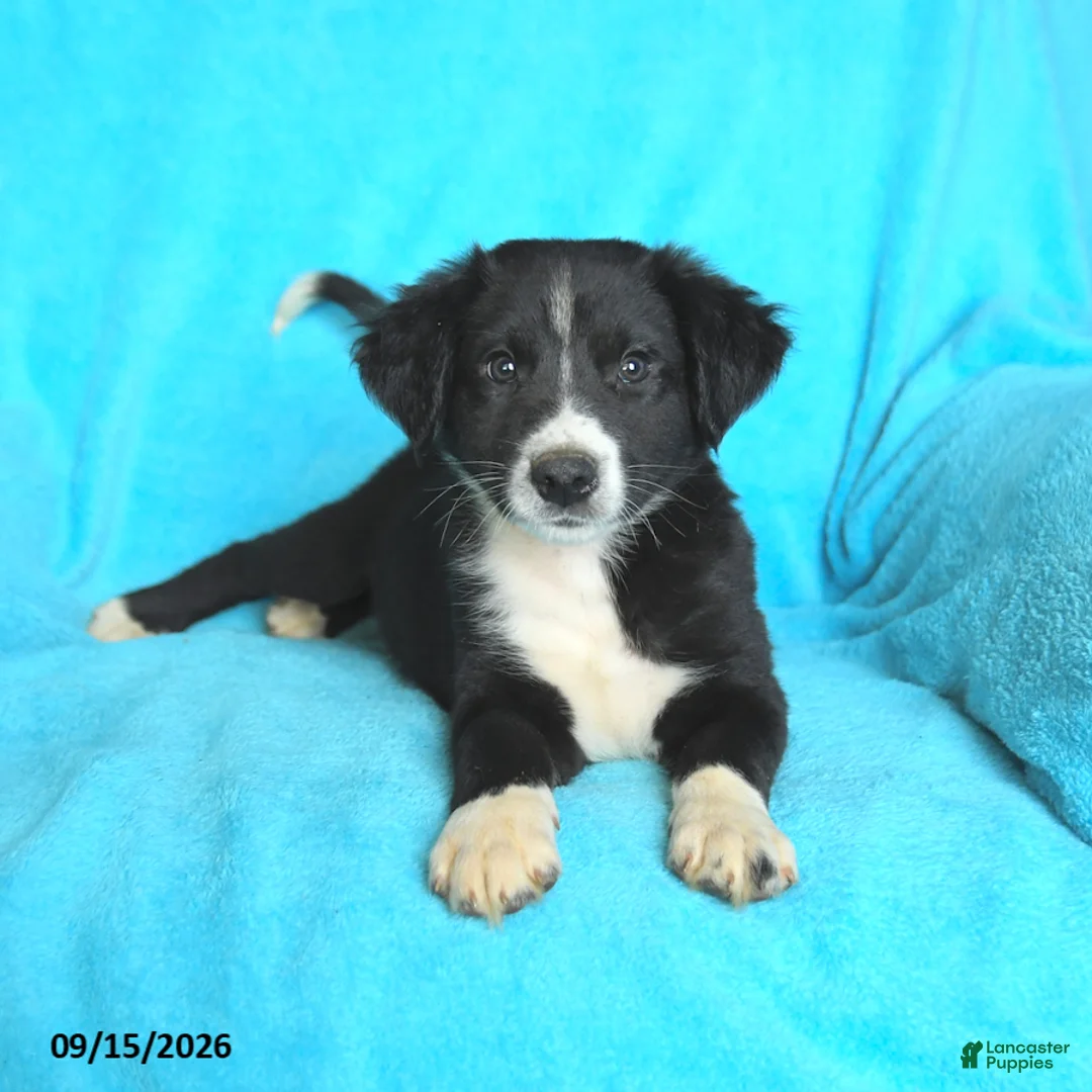 Mixed Breed dogs for sale: Slade - Ad 2