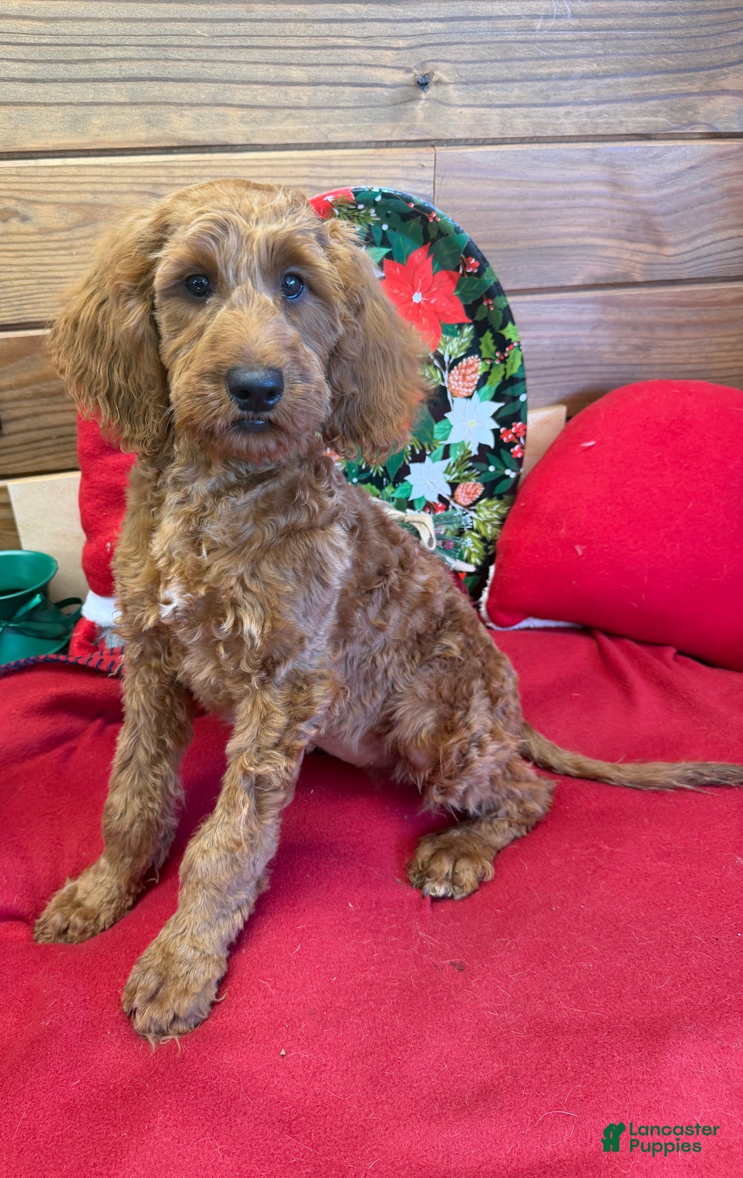 Mini Goldendoodle dogs for sale: Pumpkin - Ad 2