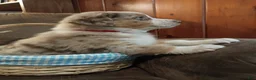 Australian Shepherd dogs for sale: Daisy  - Ad 3