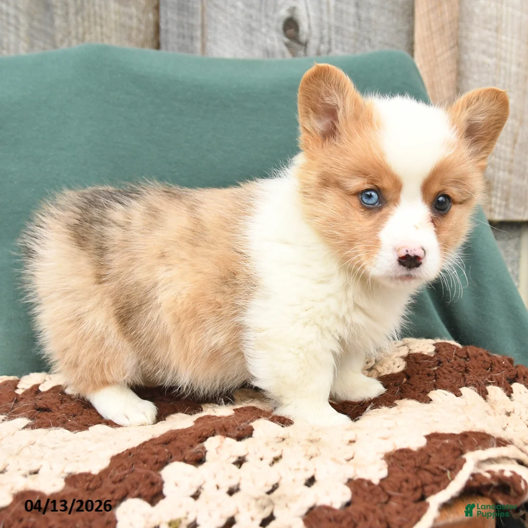 Welsh Corgi Pembroke dogs for sale: Hugo - Ad 2