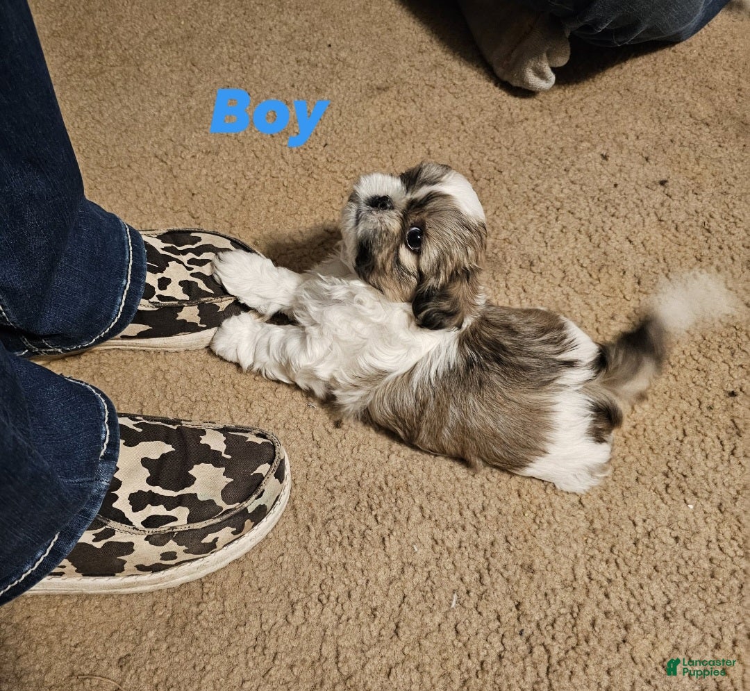 Shih Tzu dogs Shih Tzu Puppy 1 - Ad 2