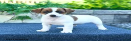 Jack Russell Terrier dogs for sale: Jenna - Ad 1