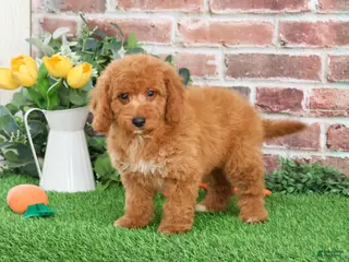 Mini Goldendoodle dogs Tortellini - Ad 25