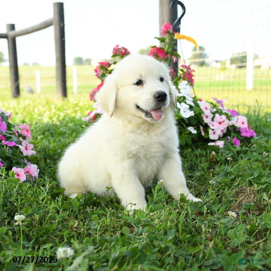Golden Retriever dogs Willow - Ad 2