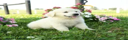 Golden Retriever dogs for sale: Willow - Ad 2