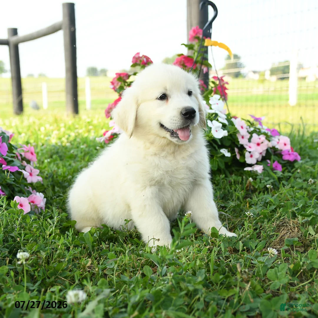 Golden Retriever dogs for sale: Willow - Ad 2