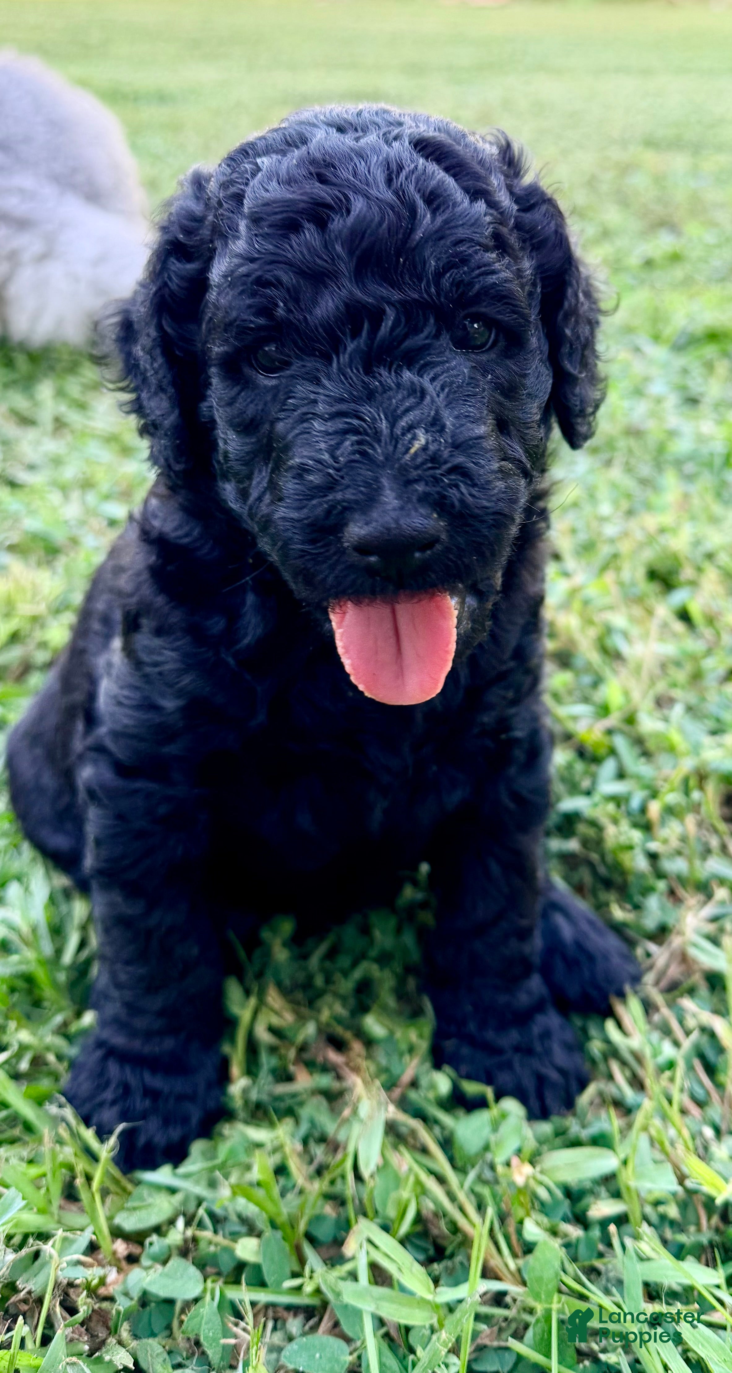 Goldendoodle dogs Onyx - Ad 2