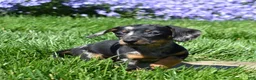 Miniature Dachshund dogs for sale: Marbles - Ad 7