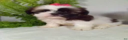 Shih Tzu dogs for sale: Alexa - Ad 5