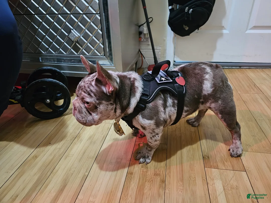 French Bulldog dogs for stud: Bankroll  - Ad 2