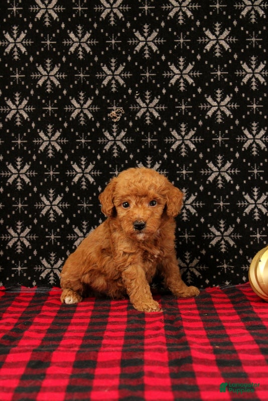 Miniature Poodle dogs Winter - Ad 25
