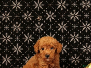 Miniature Poodle dogs Winter - Ad 36
