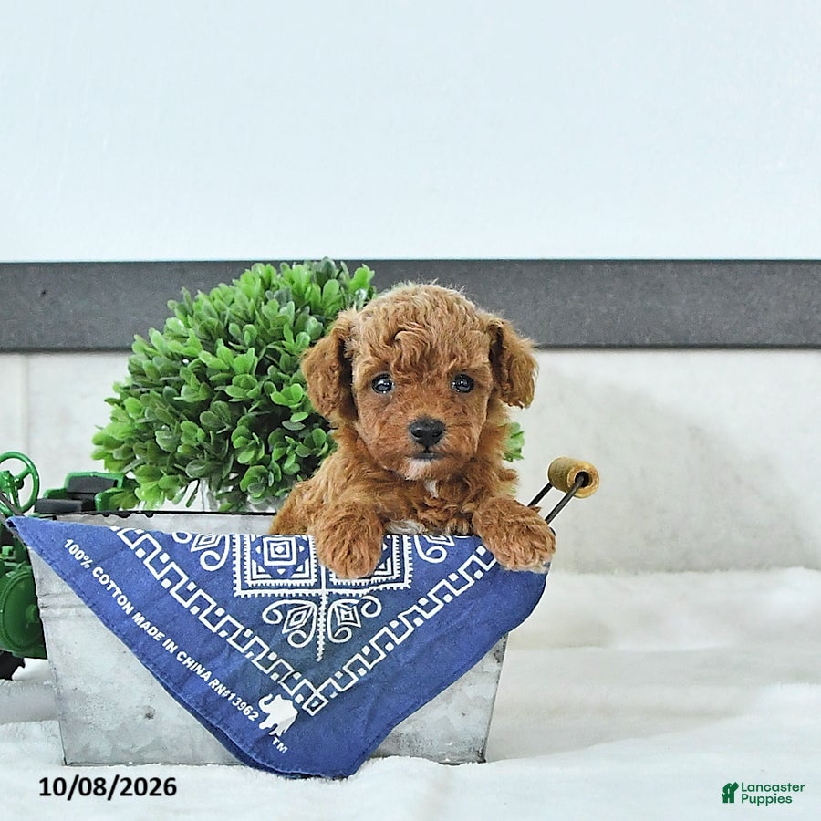 Toy Poodle dogs Thomas - Ad 2