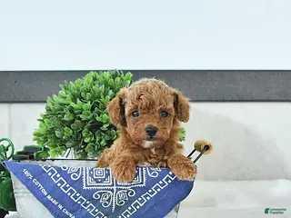 Toy Poodle dogs Thomas - Ad 2
