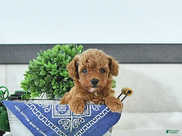 Toy Poodle dogs Thomas - Ad 2