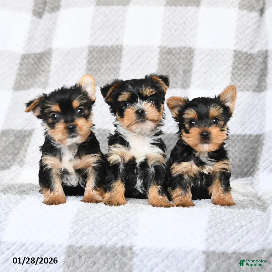 Yorkshire Terrier dogs for sale: Buddy - Ad 3