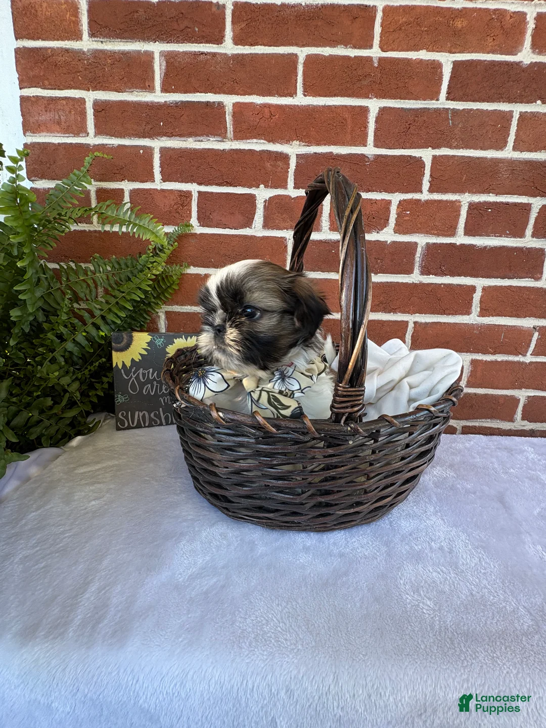Shih Tzu dogs for sale: Peggy Sue  - Ad 2