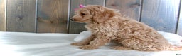 Mini Goldendoodle dogs for sale: Mindy - Ad 9