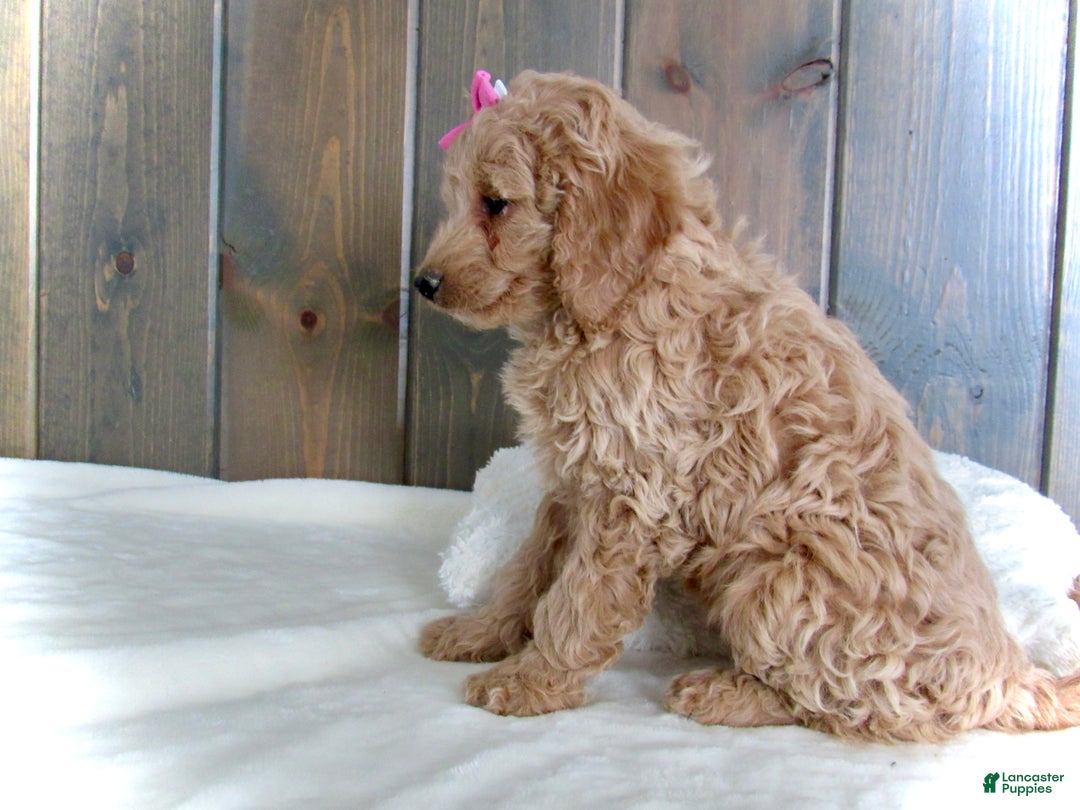Mini Goldendoodle dogs for sale: Mindy - Ad 9