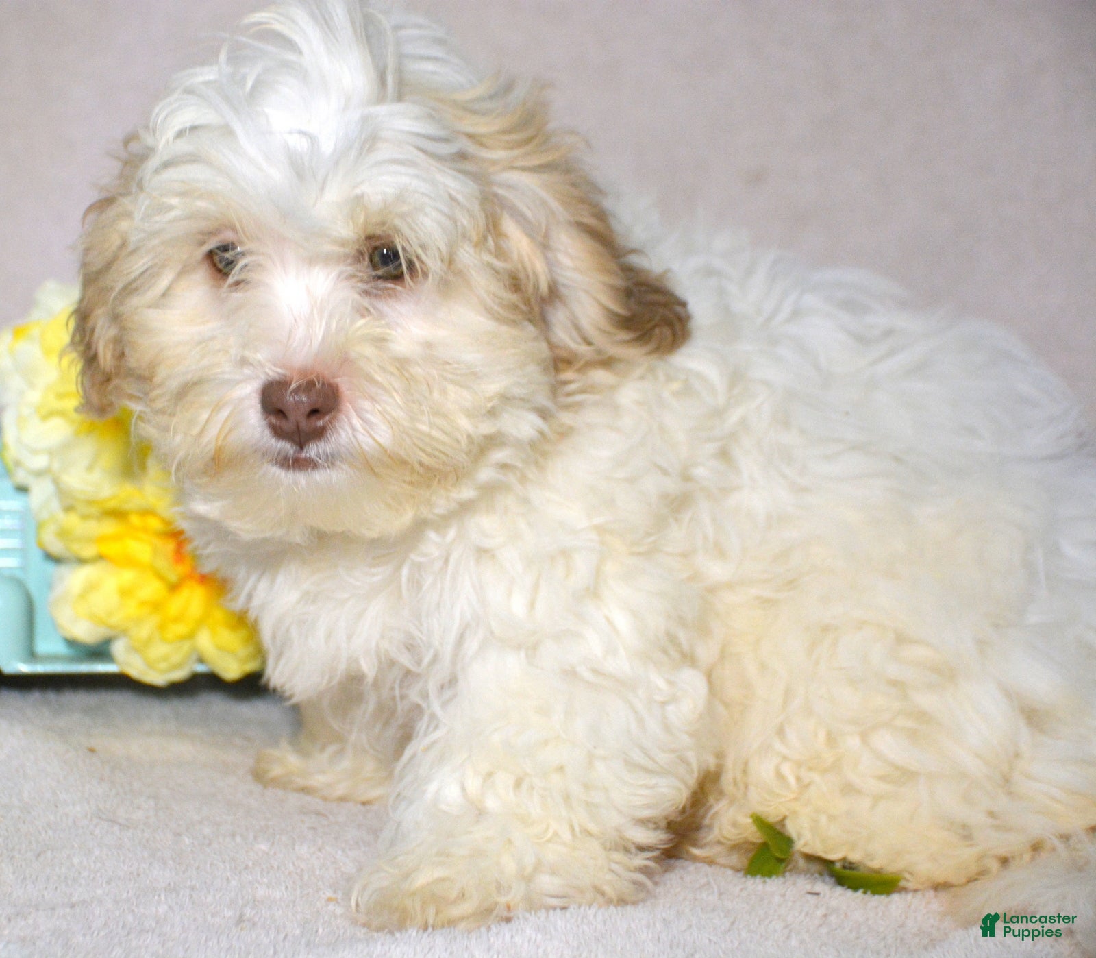Shihpoo dogs Shihpoo Puppy 3 Sal - Ad 39