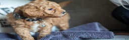 Mini Goldendoodle dogs for sale: Mini Goldendoodle Puppy 3 - Ad 9