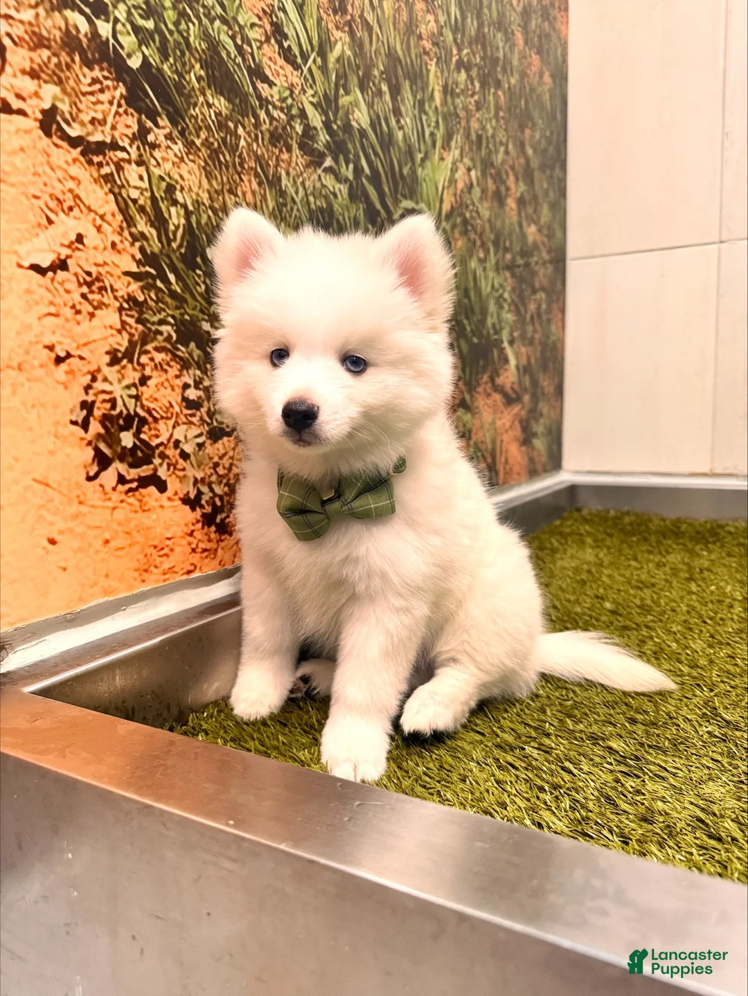 Pomsky dogs for sale: Orion - Toy Male Pomsky → The Real-Life Teddy Bear - Ad 2