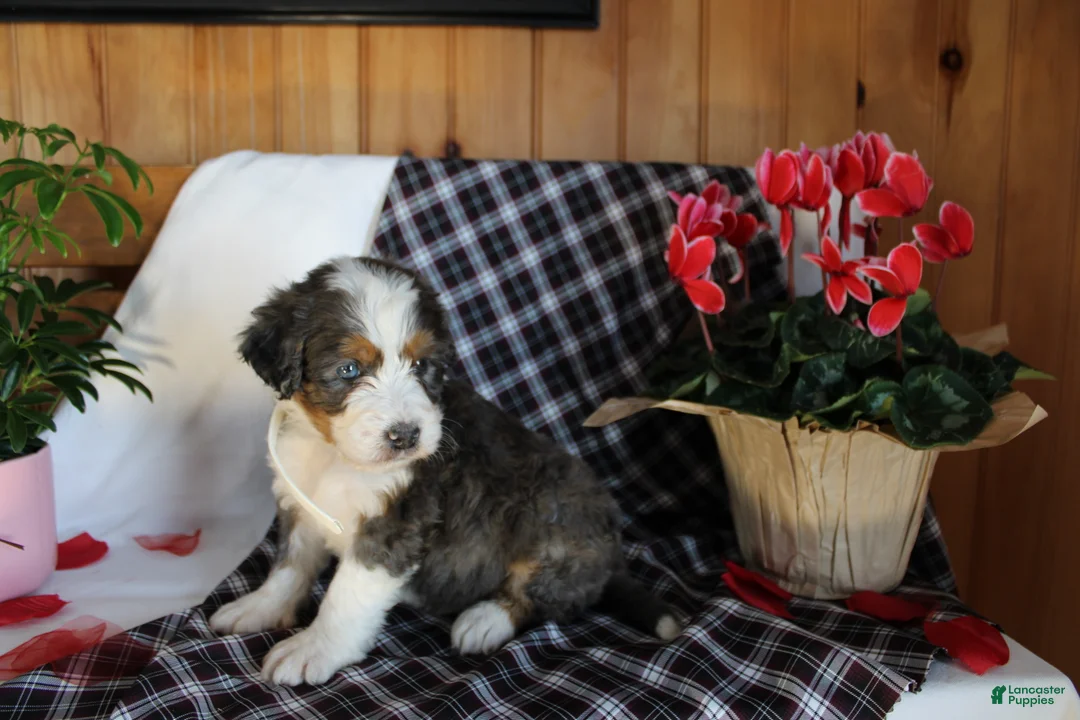 Bernedoodle dogs for sale: Shooter - Ad 4