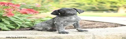 German Shorthaired Pointer dogs for sale: Abner - Ad 3