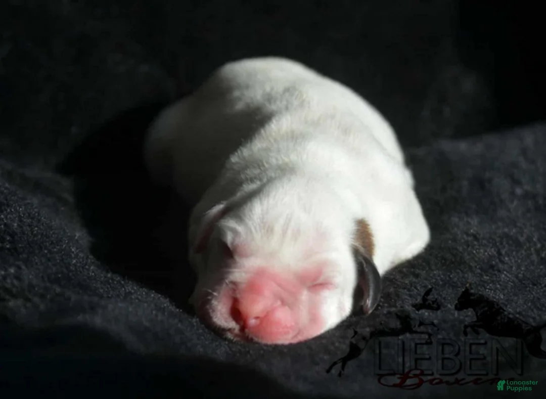 Boxer dogs for sale: Boon - Ad 5