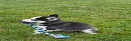 Siberian Husky dogs for sale: Emerson  - Ad 10