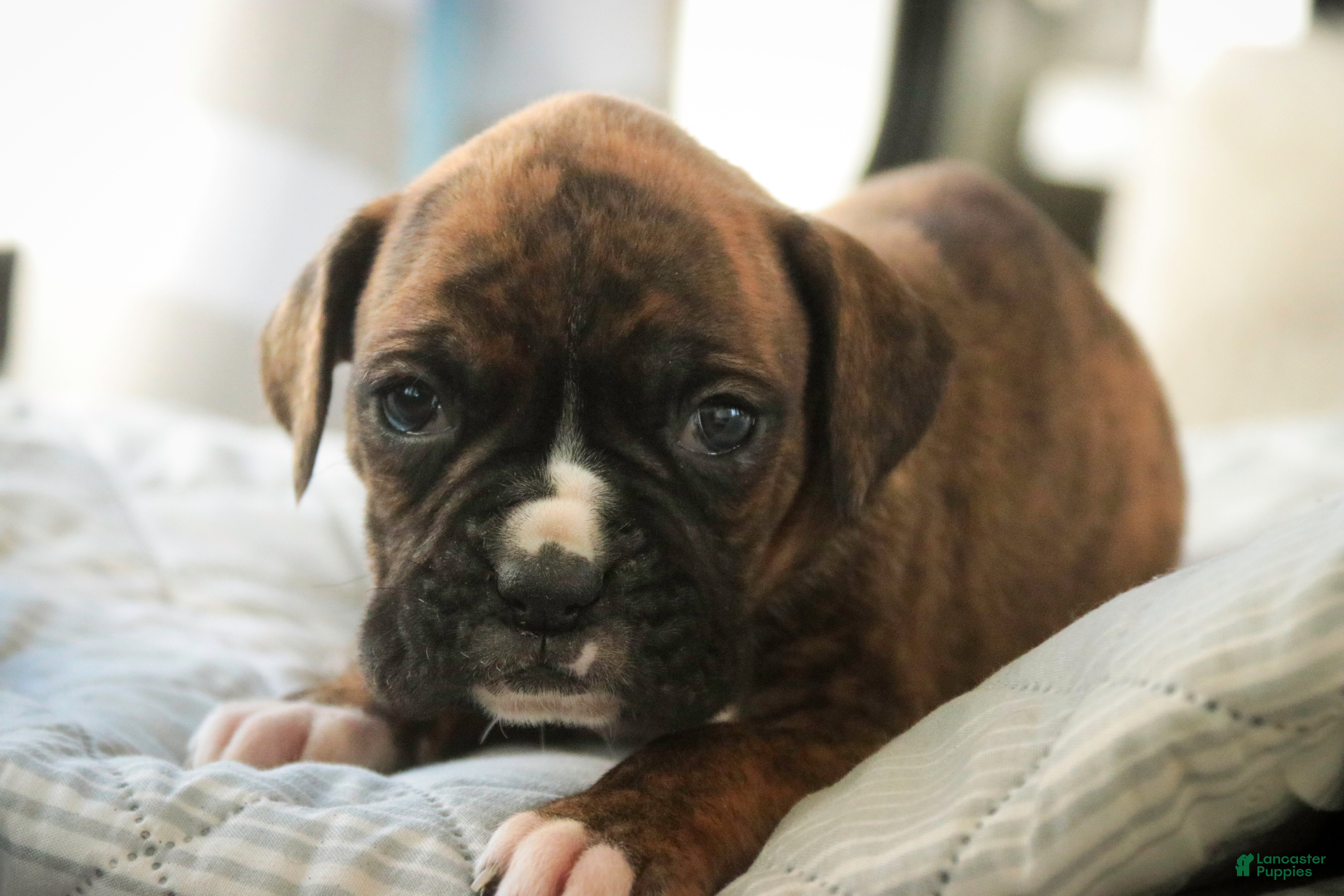 Boxer dogs Jones - Ad 1