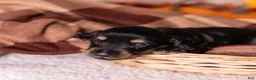 Miniature Dachshund dogs for sale: Casper - Ad 3