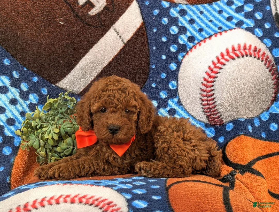 Miniature Poodle dogs for sale: Dallas 10 lbs Full Grown - Ad 4