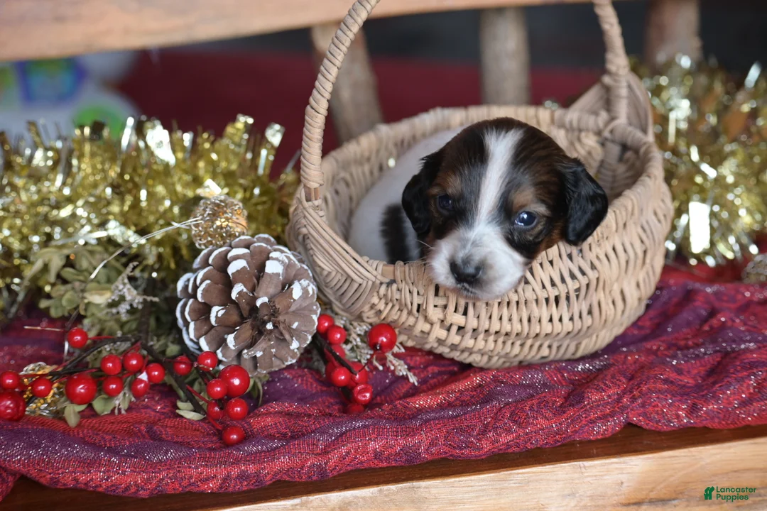 Dachshund dogs for sale: Princess - Ad 2