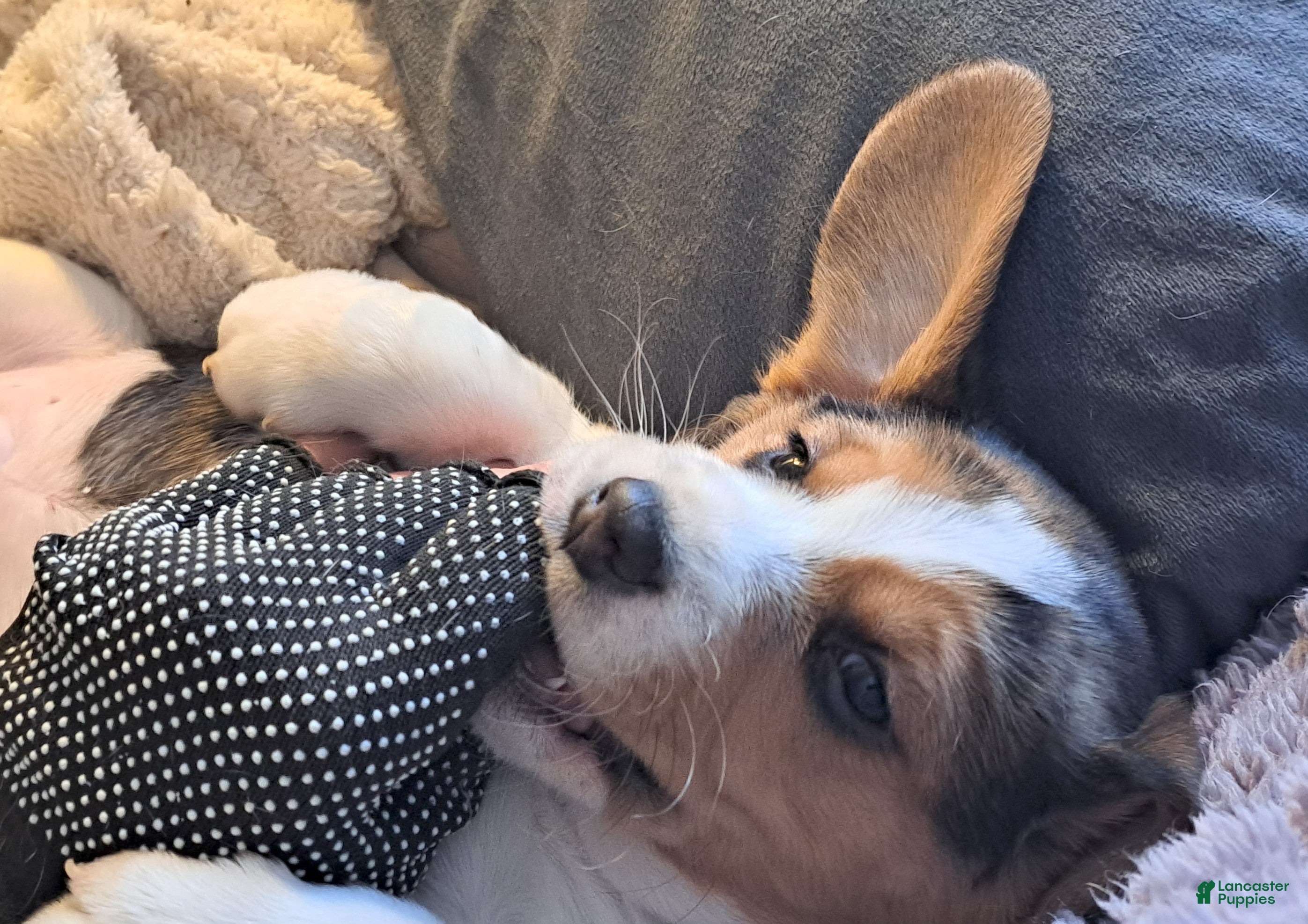 Beagle dogs Beagle Puppy 2 - AKC Registrable. - Ad 18