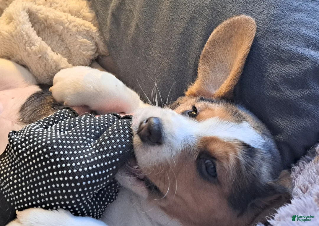 Beagle dogs for sale: Beagle Puppy 2 - AKC Registrable. - Ad 1