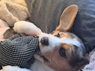 Beagle dogs Beagle Puppy 2 - AKC Registrable. - Ad 18