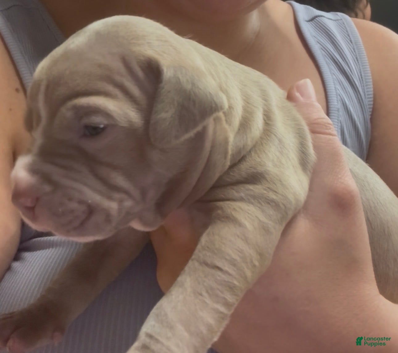 American Pit Bull Terrier dogs Cali - Ad 17