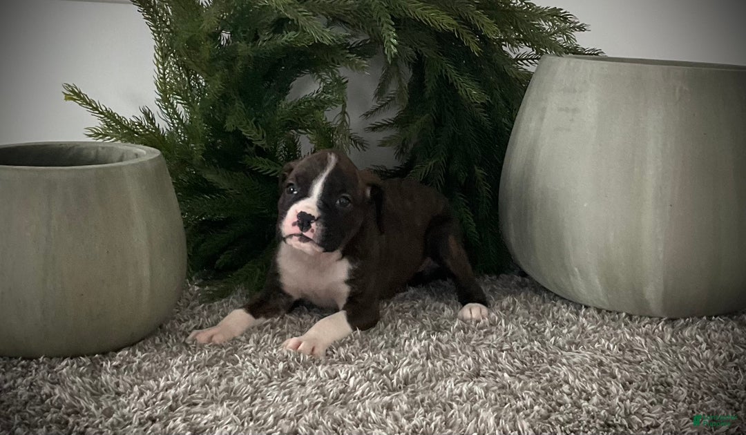 Boxer dogs for sale: Becca - Ad 3