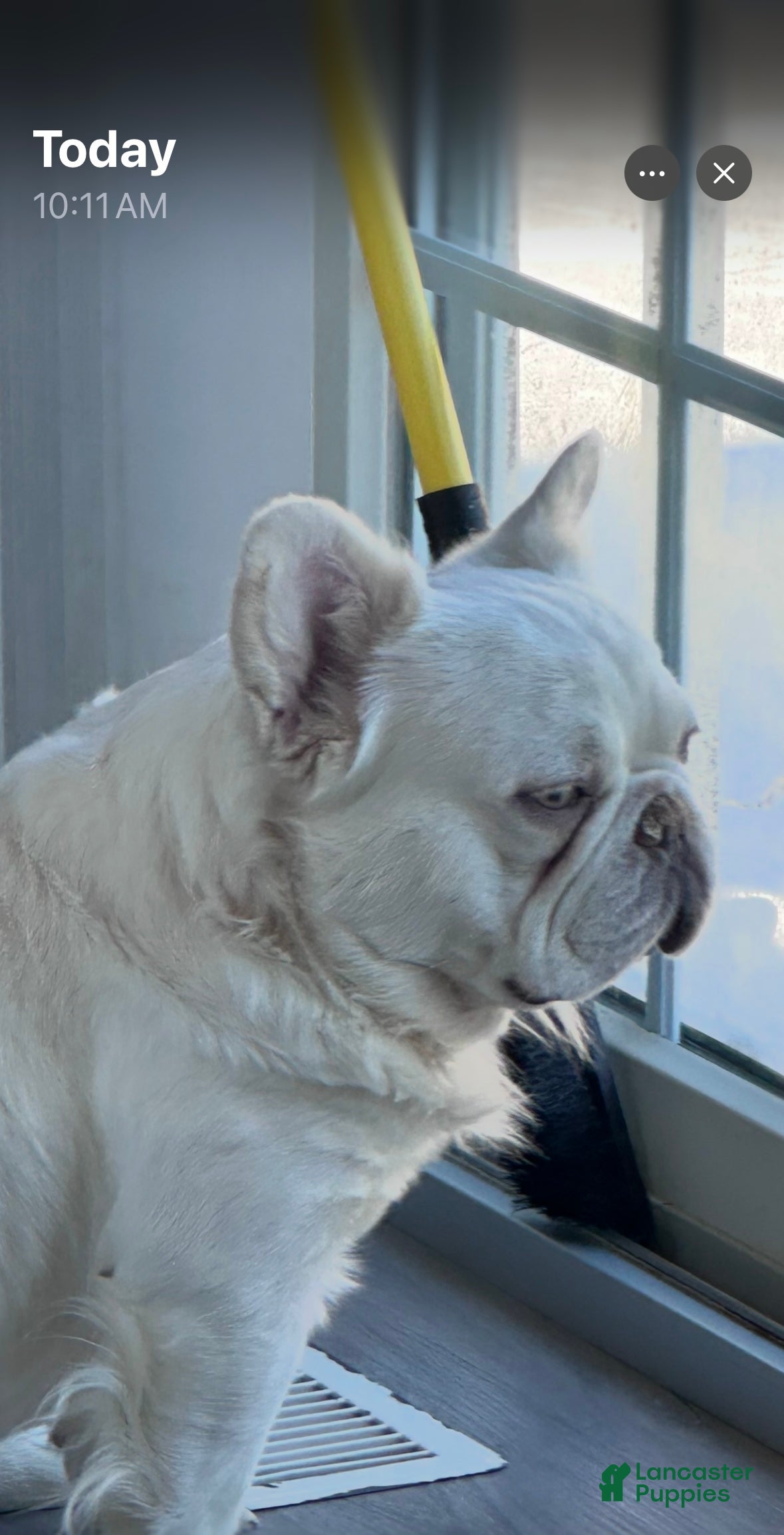 French Bulldog dogs Kash!! - Ad 2