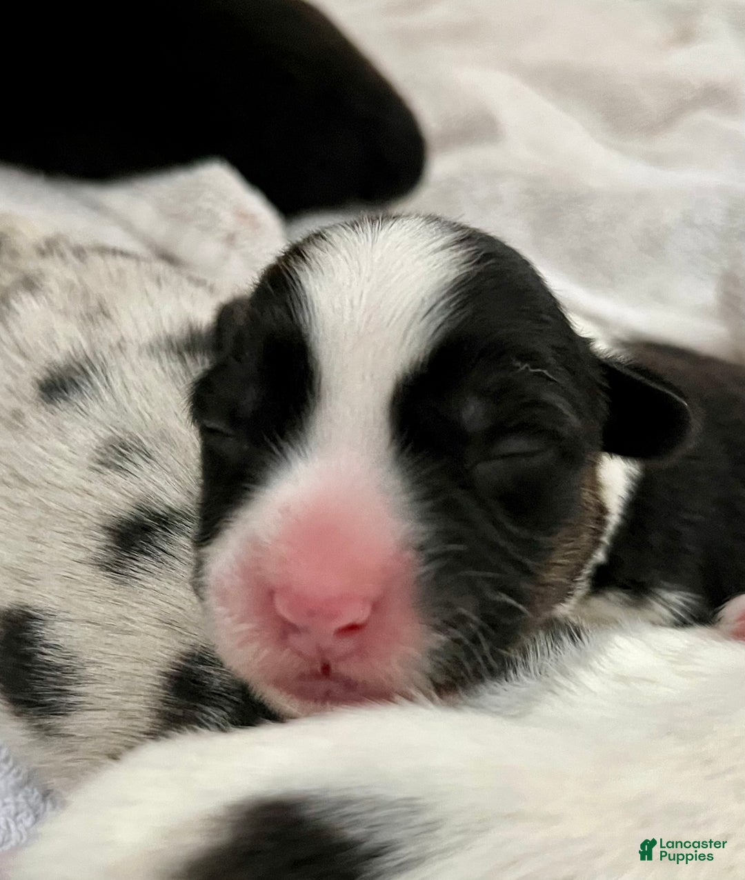 Welsh Corgi Cardigan dogs for sale: Welsh Corgi Cardigan Puppy 3: Goldie - Ad 1