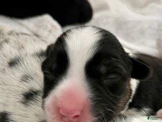 Welsh Corgi Cardigan dogs Welsh Corgi Cardigan Puppy 3: Goldie - Ad 3