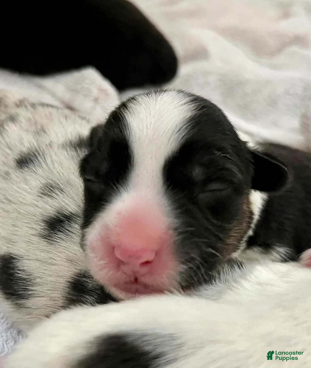 Welsh Corgi Cardigan dogs for sale: Welsh Corgi Cardigan Puppy 3: Goldie - Ad 2