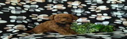 Mini Goldendoodle dogs for sale: Rueben 10 lbs full grown - Ad 2