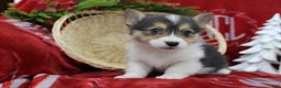 Welsh Corgi Pembroke dogs for sale: Bailey - Ad 7