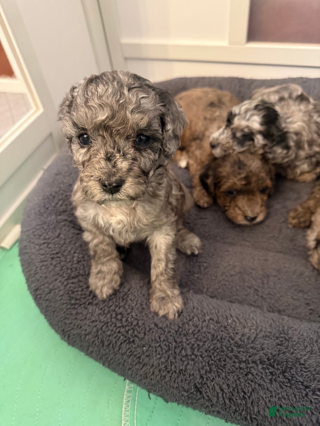 Mixed Breed dogs for sale: Ruddy - Ad 2