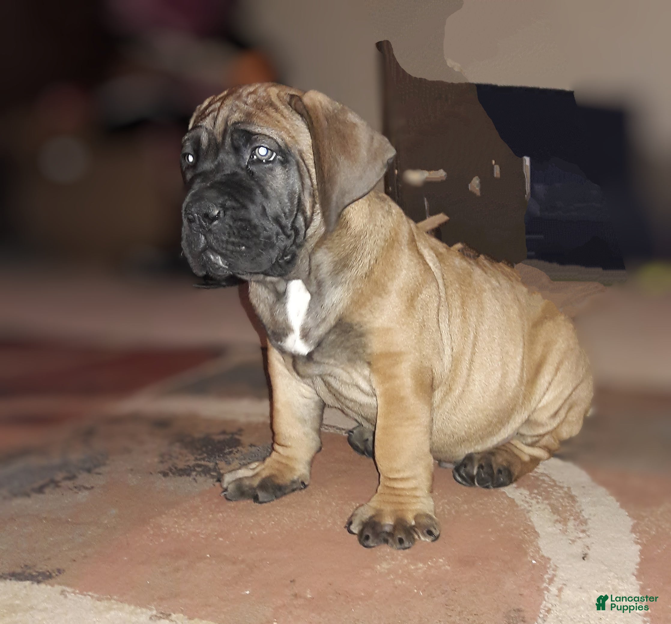 South African Boerboels dogs South African Boerboels Puppy 1 - Ad 2