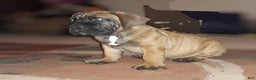 South African Boerboels dogs for sale: South African Boerboels Puppy 1 - Ad 2