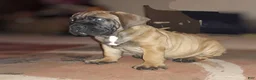 South African Boerboels dogs for sale: South African Boerboels Puppy 1 - Ad 2