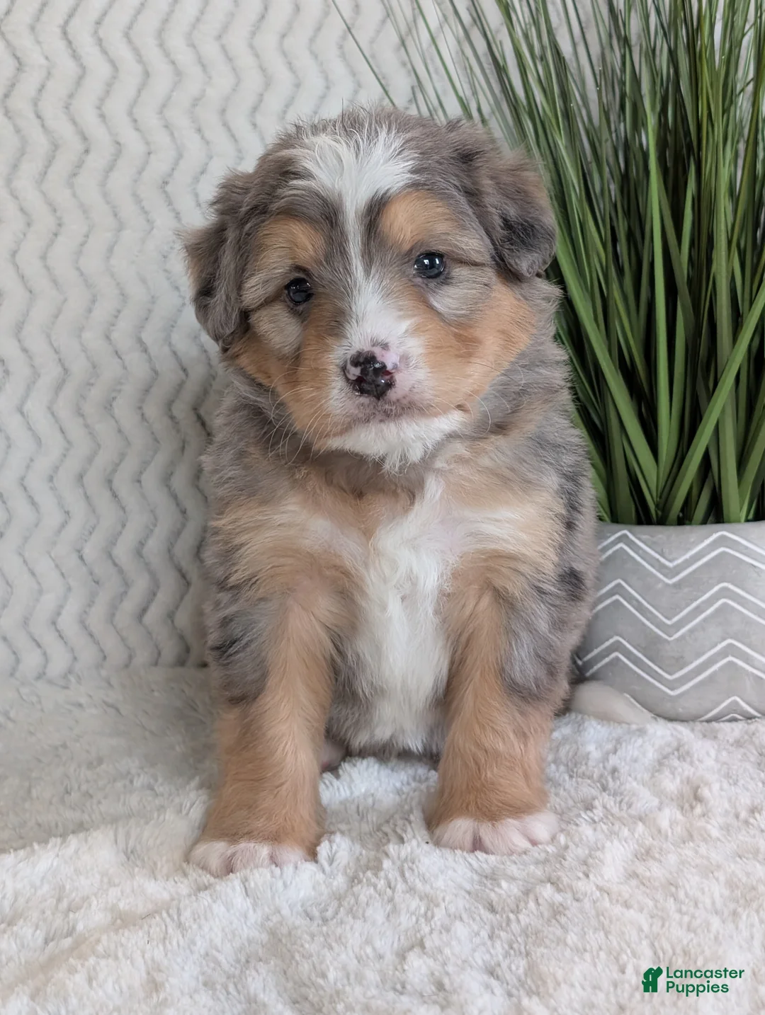 Mini Bernedoodle dogs for sale: Mini Dusty  - Ad 7
